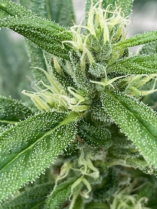 Why Are Cannabinoids So Important for Our Well-Being?